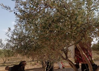 لجنة اقتصاد المرأة في الرقة تجني محصول الزيتون